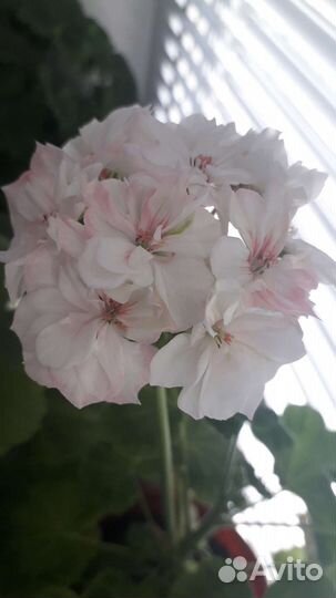 Пеларгония