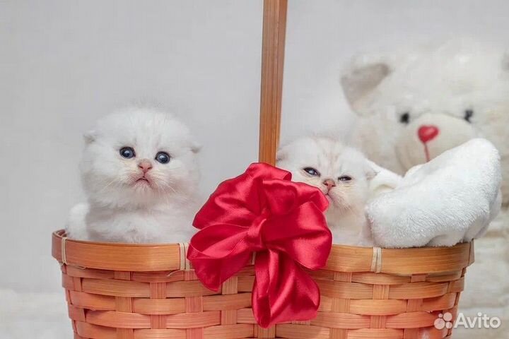 Шотландские котята
