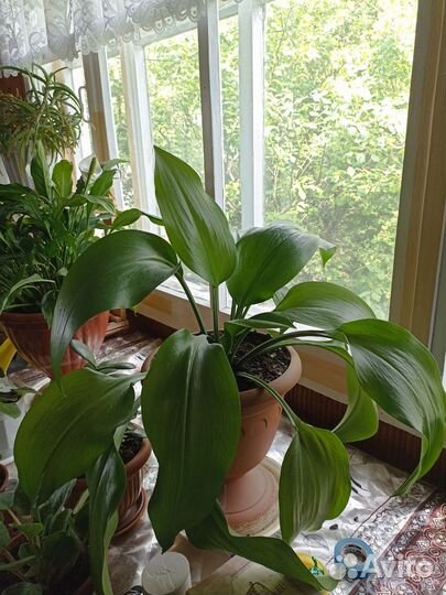 Комнатные растения цветы большие