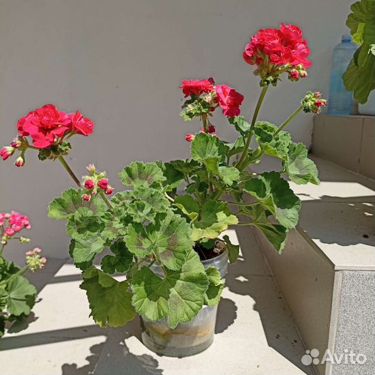 Герань Пак Вива Розита