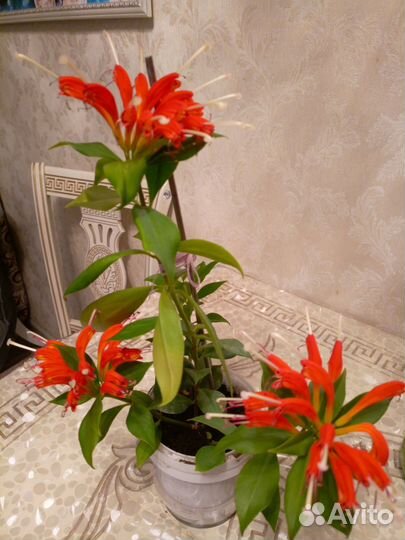 Павлиний хвост (Эсхинантус)