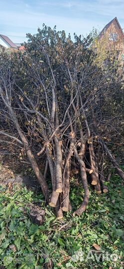 Дрова вишня