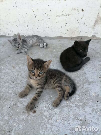 Британские котята