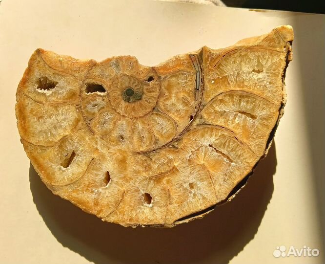 Аммонит распил