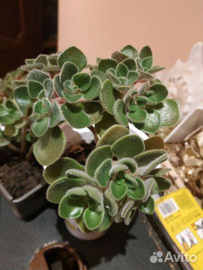 Аихризон. Дерево любви