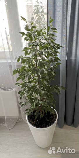 Фикус Бенджамина с горшком