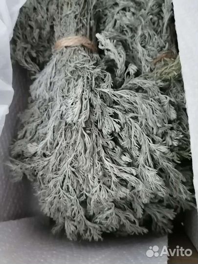 Лаванда, белая лаванда, полынь сухоцветы