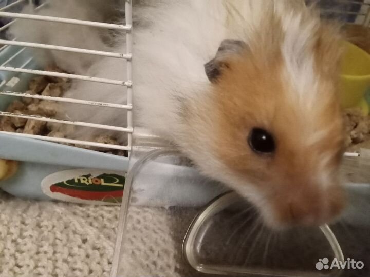 Ангорский хомяк