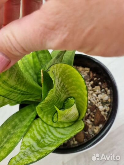 Домашние растения Сансевьерии