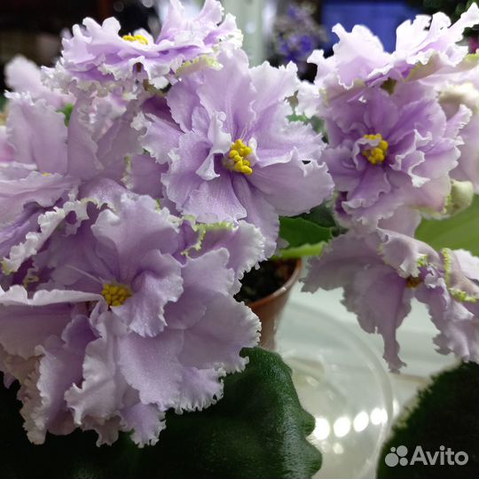 Комнатные растения цветы