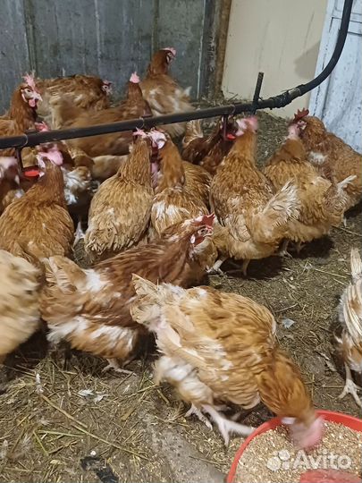 Куры несушки