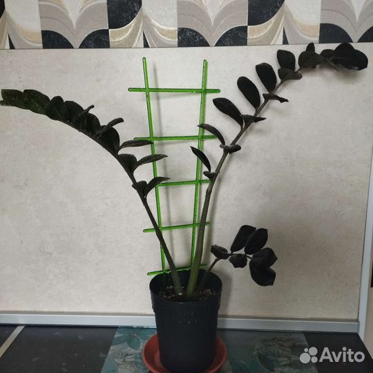 Продам цветы комнатные