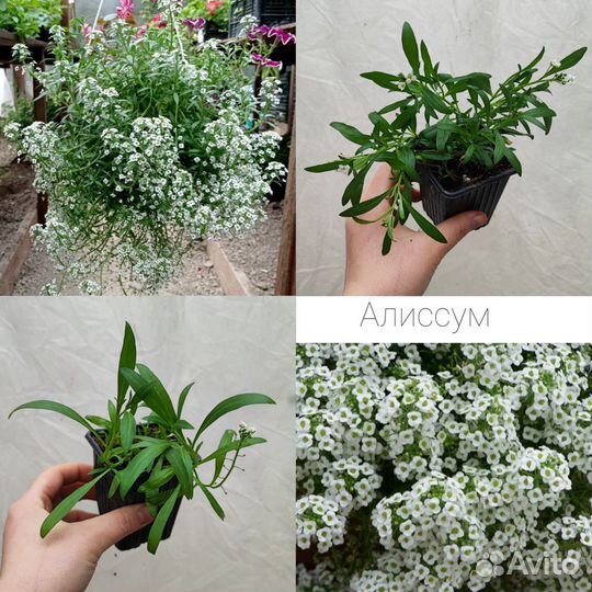 Алиссум, лобелия, будра, вербена и другие