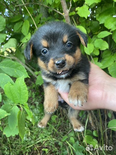 Щеночки в добрые руки