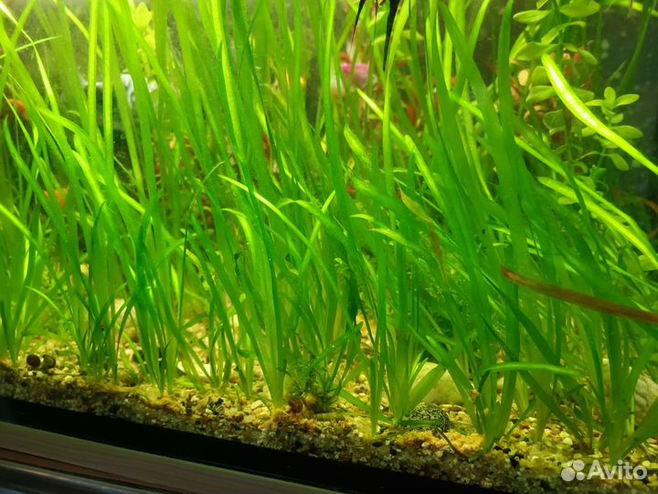 Аквариумное растение