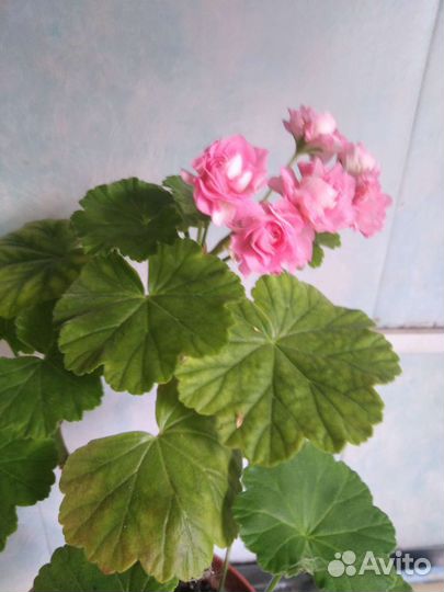 Герань пеларгония