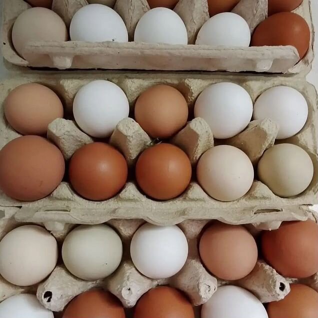 Домашние куриные яйца