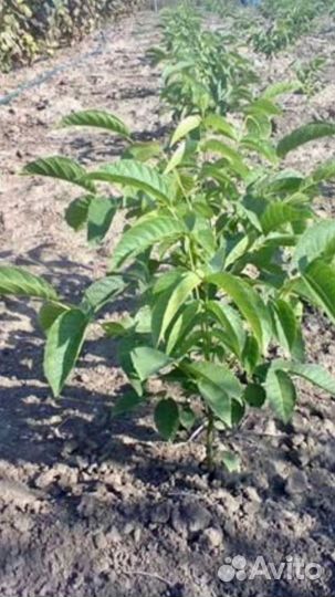 Саженцы грецкого ореха