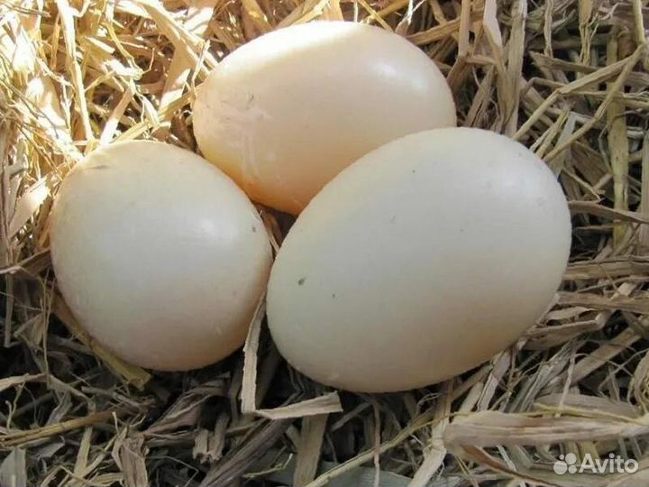 Инкубационное яйцо мускусной индоутки