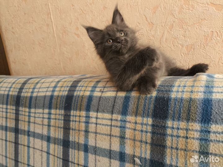 Котята мейн-кун