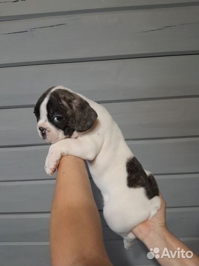 Французский бульдог щенки