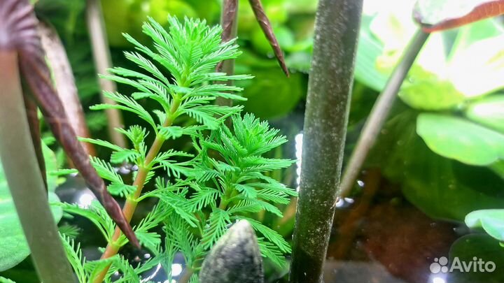 Перистолистник елочный (уруть)