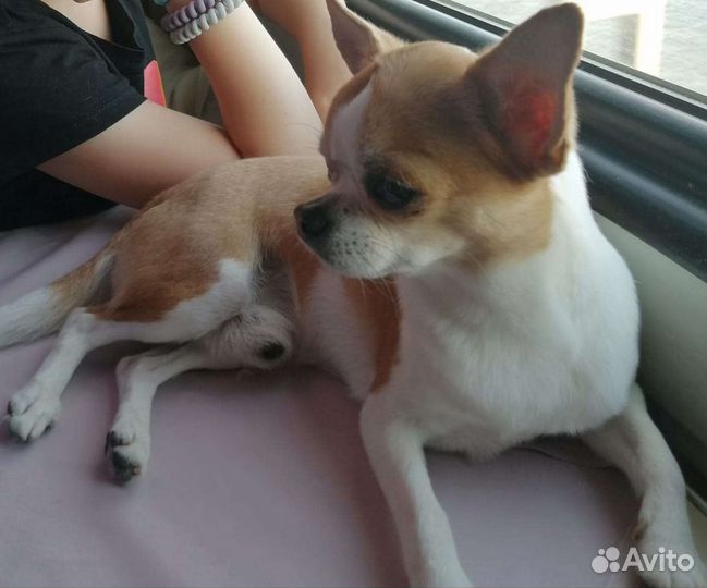 Чихуа мини. Вязка