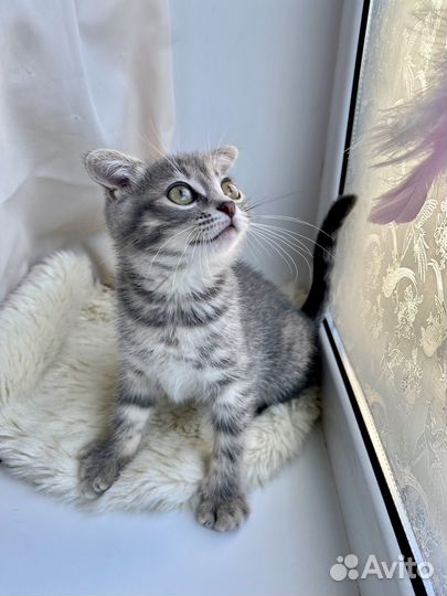 Котенок вислоухий в добрые руки