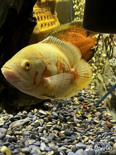 Астронотусы