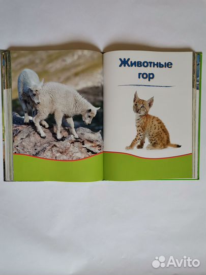 Моя большая книга о детенышах животных 1000 фото