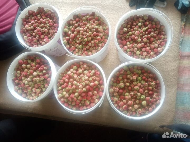 Земляника лесная