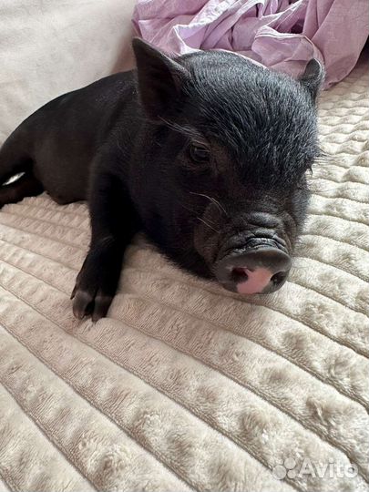 Минипиг Визенау