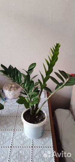 Замиокулькас