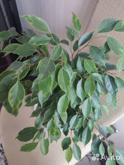 Фикус Бенджамина Анастасия