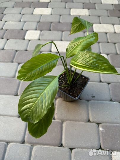 Спатифиллум