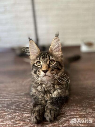 Мейн-кун мальчик редкого лестного окраса