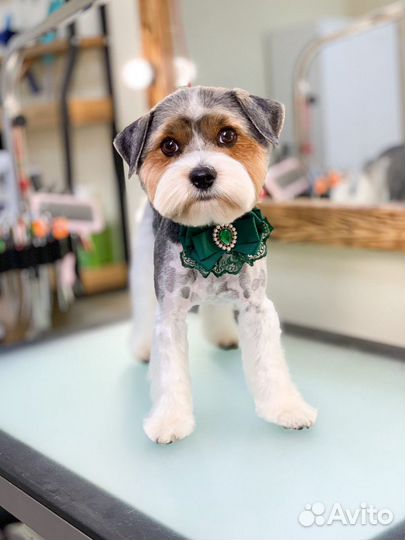 Стрижка собак