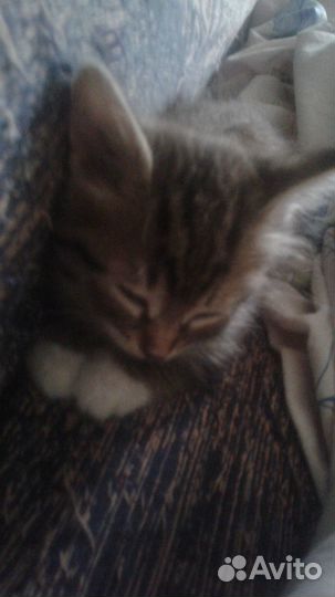 Прелестные котята