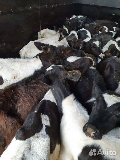 Телята бычки