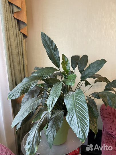 Большой Спатифиллум (90 см)