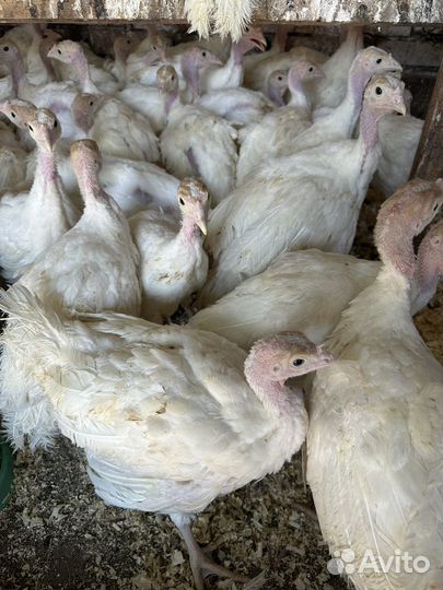 Индюшата подрощенные