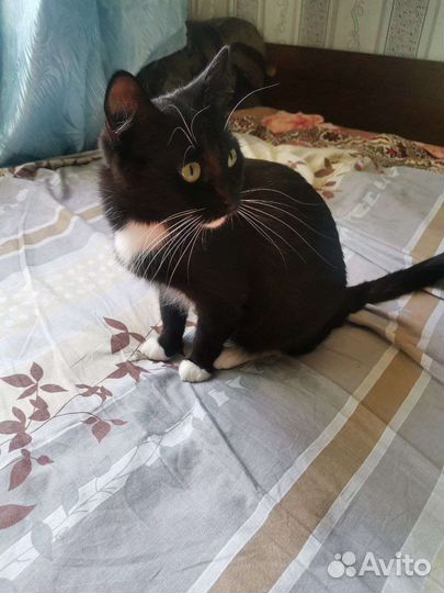 Кошка в дар