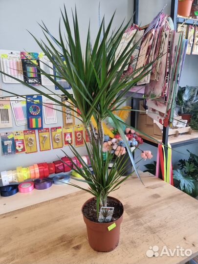 Драцена окаймленная.драцена