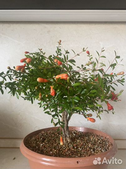 Гранат Nana комнатный