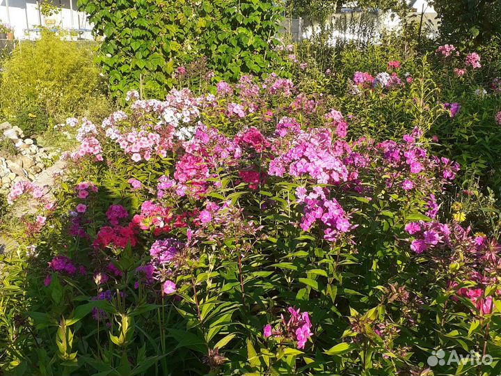 Цветы Многолетники разные