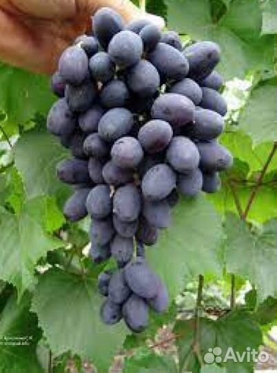 Виноград Кодрянка