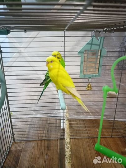 Волнистый попугай с клеткой