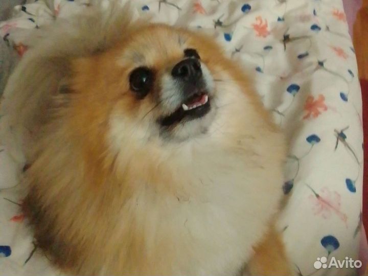 Найден шпиц