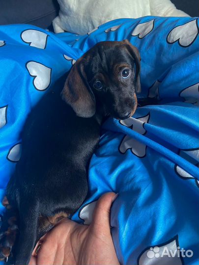 Карликовая такса щенки