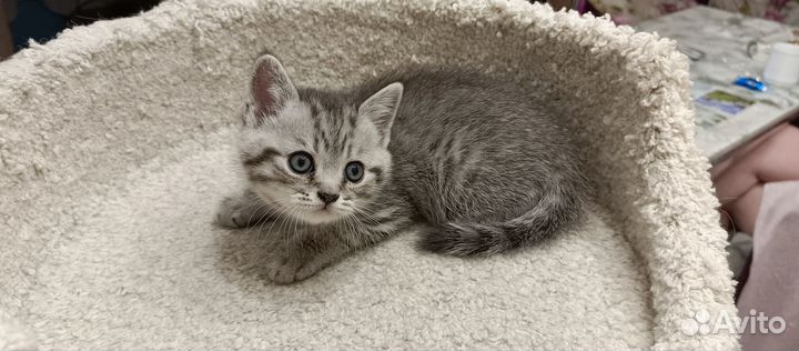 Британские котята